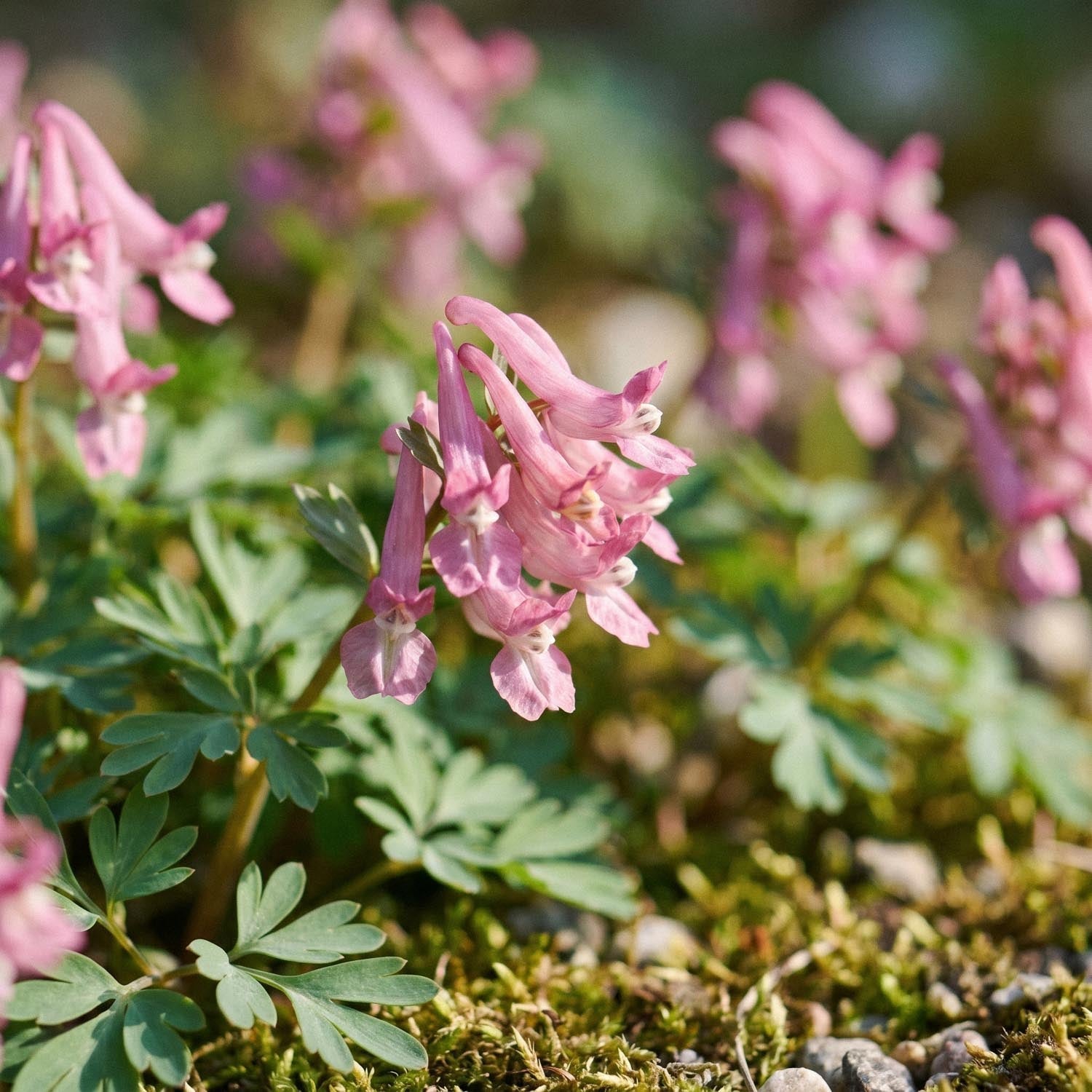 Kokorycz, Corydalis 'Beth Evans'