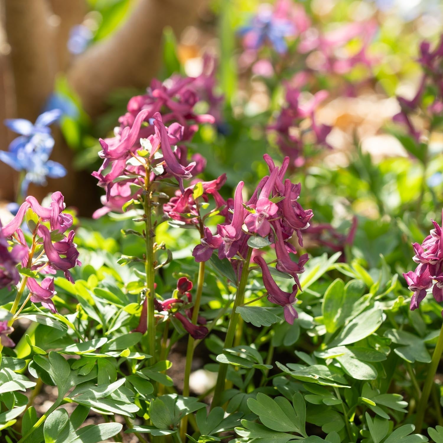 Kokorycz, Corydalis 'Purple Bird'
