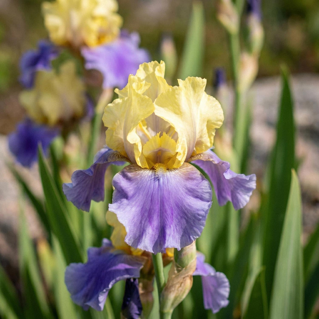 Kosaciec, Irys 'Edith Wolford'