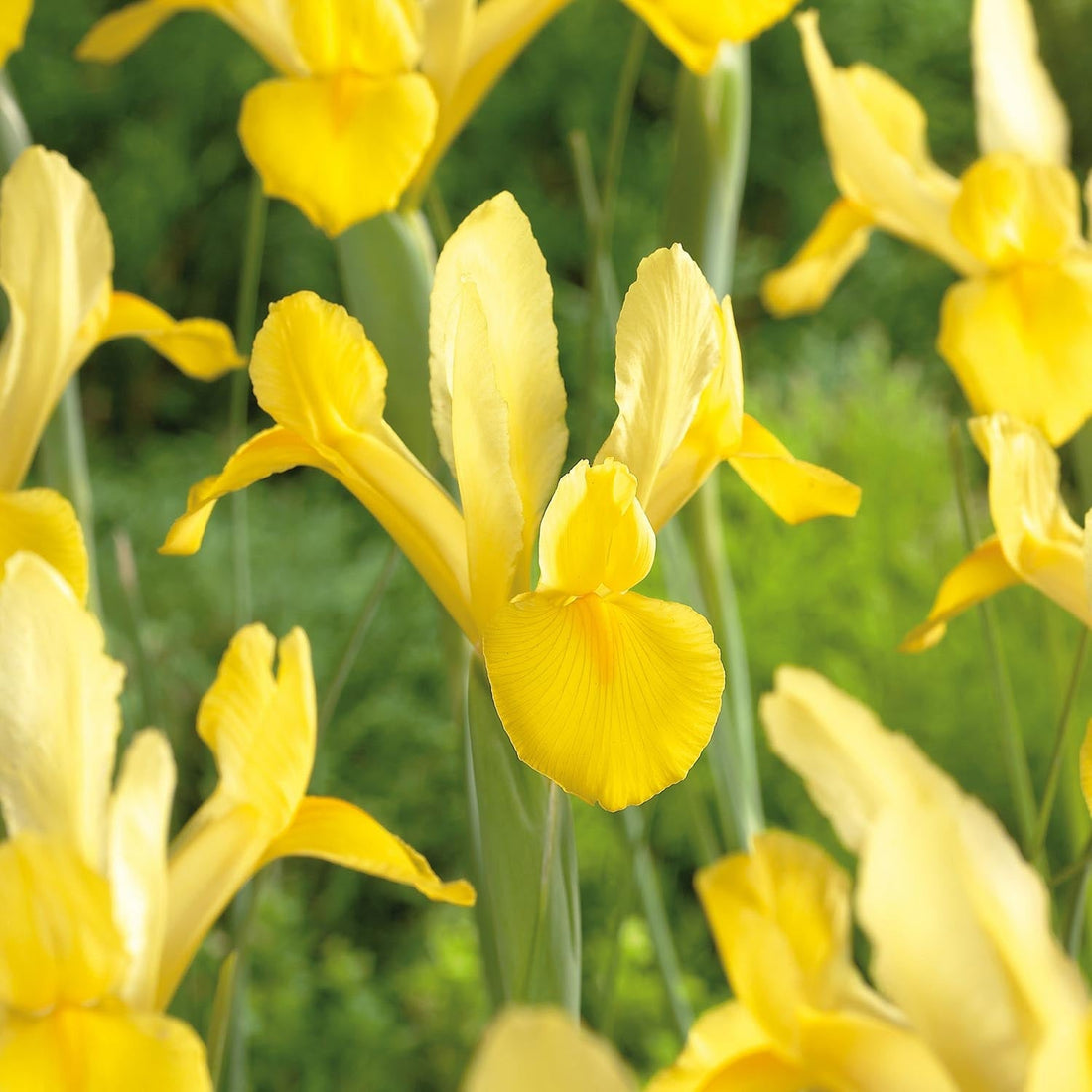 Kosaciec, Irys 'Golden Harvest'