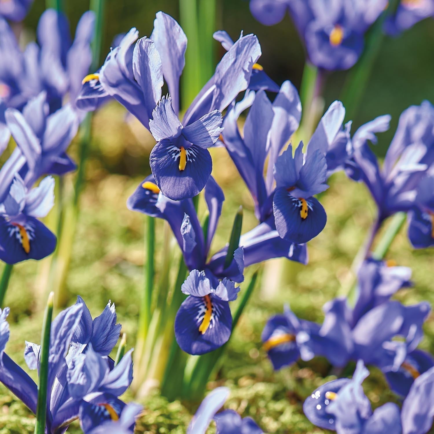 Kosaciec, Irys 'Harmony'