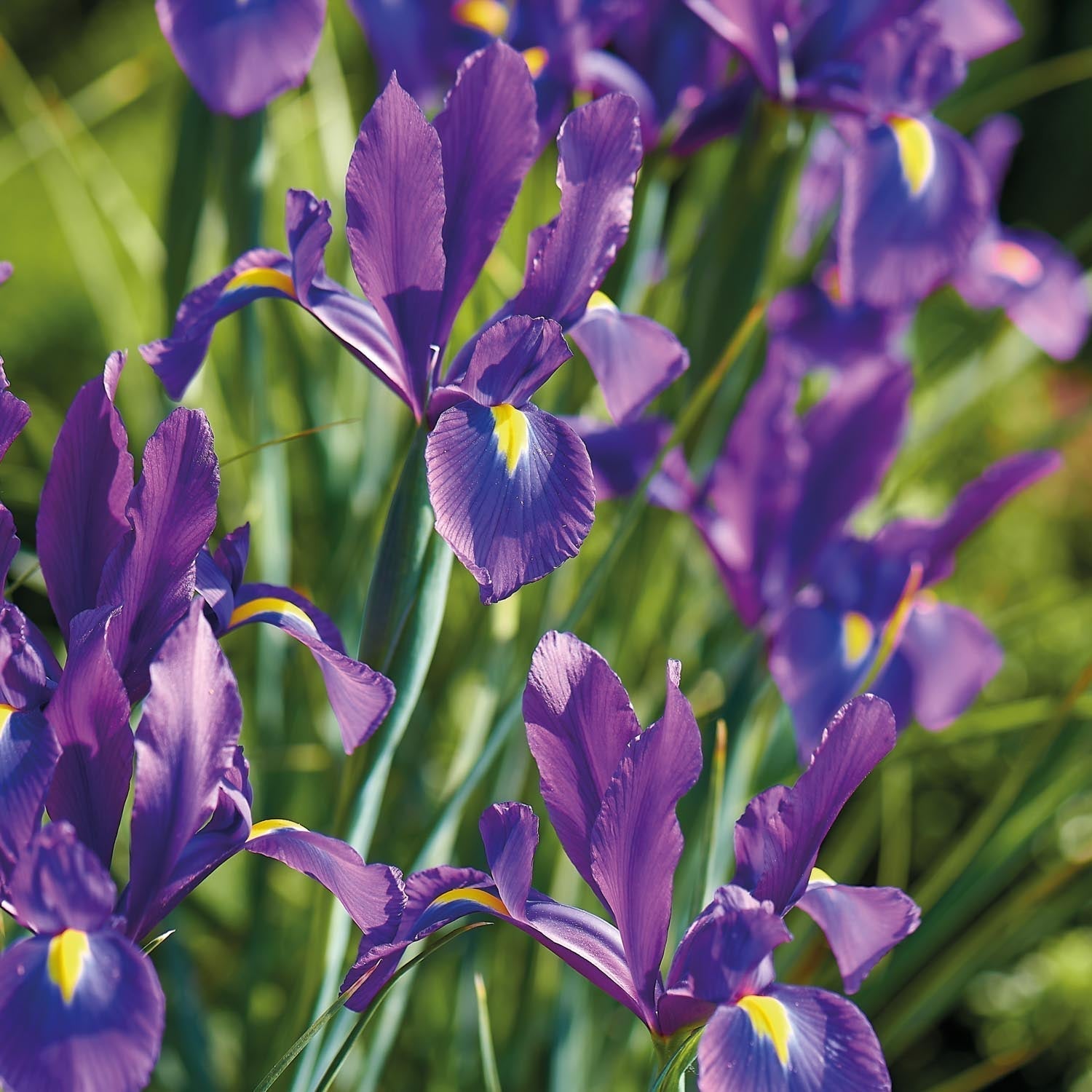 Kosaciec, Irys 'Purple Sensation'