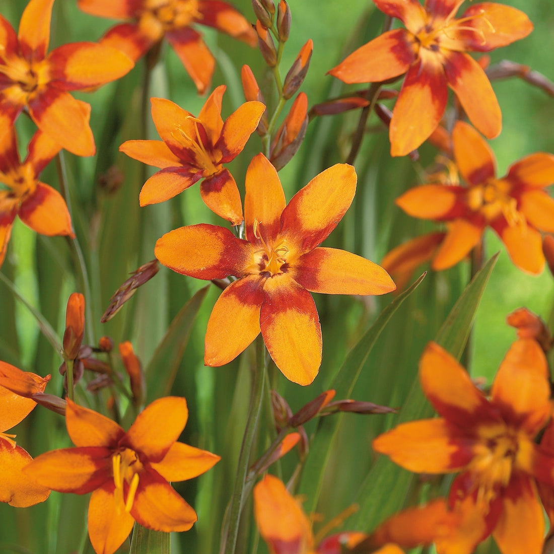 Krokosmia, Crocosmia 'Emily McKenzie'