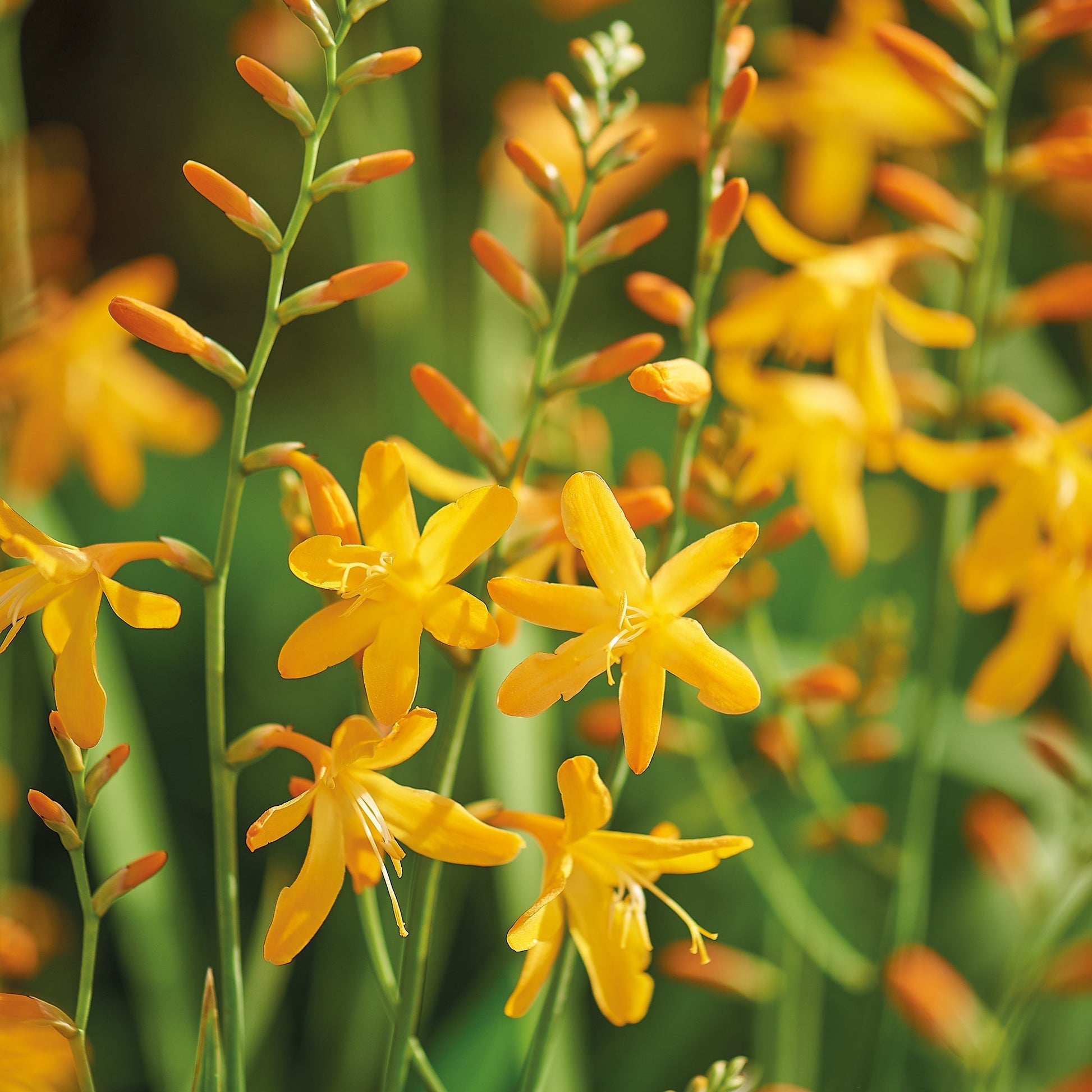 Krokosmia, Crocosmia 'George Davison'
