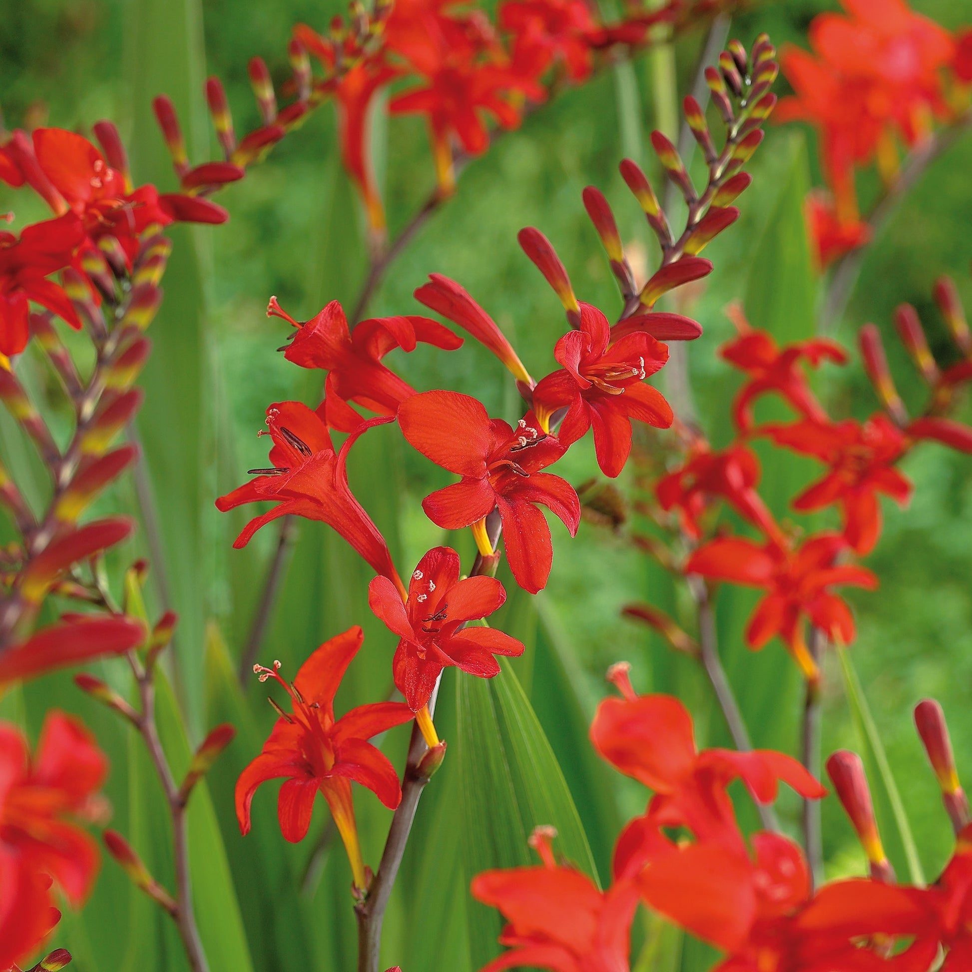 Krokosmia, Crocosmia 'Lucifer'