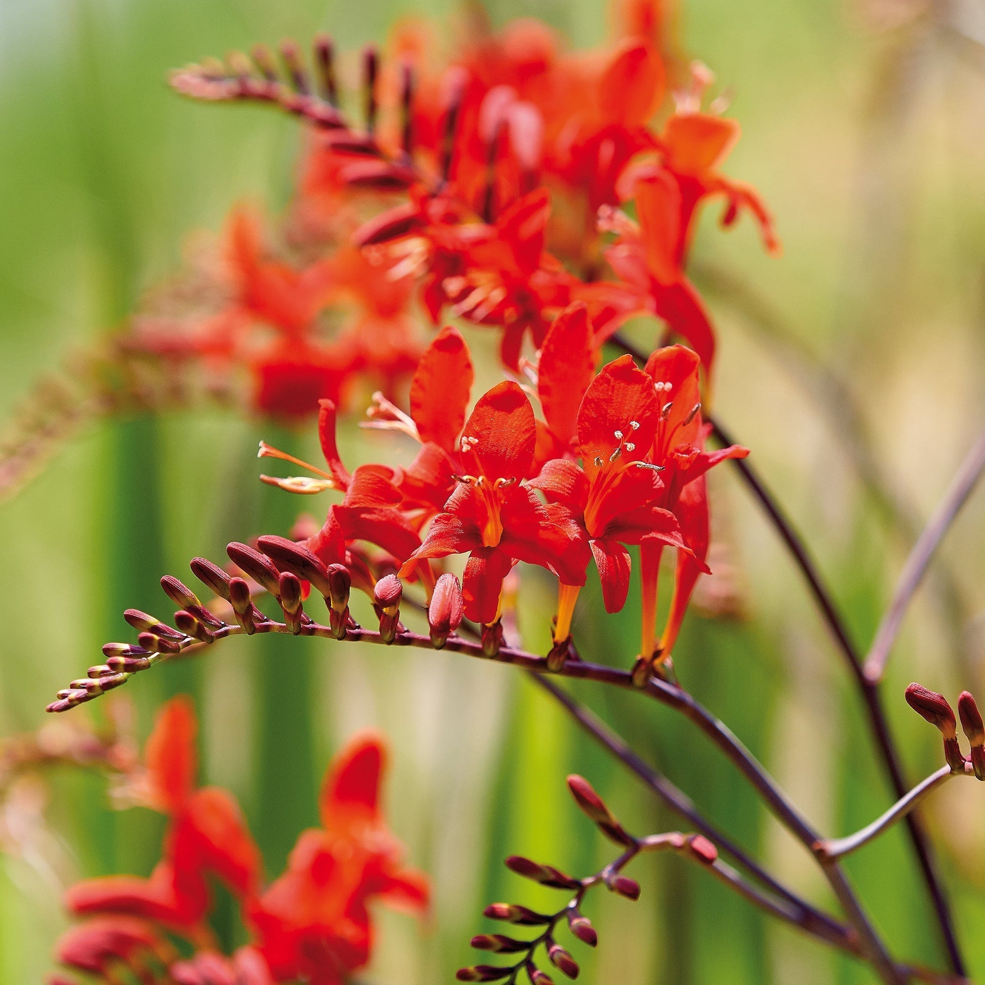 Krokosmia, Crocosmia 'Red King'