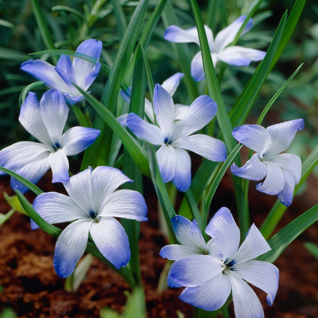 Krokus chilijski, Tecophilaea 'Leichtlinii'