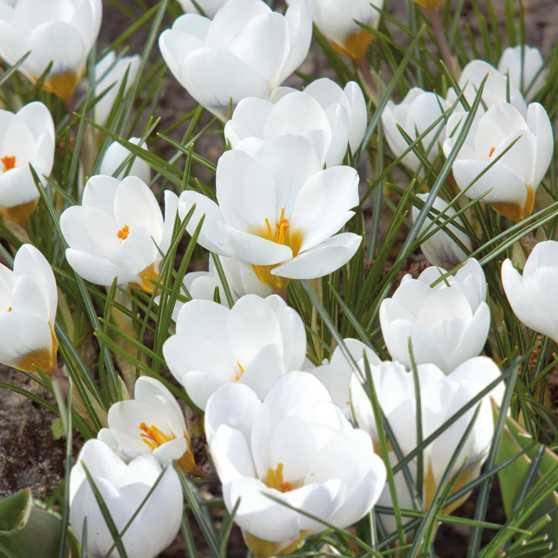 Krokus, Crocus 'Polar Bear'