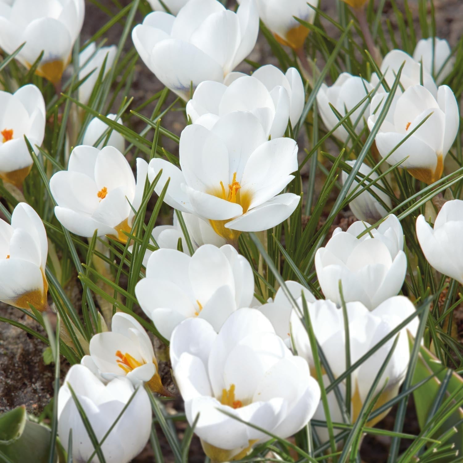 Krokus, Crocus 'Polar Bear'
