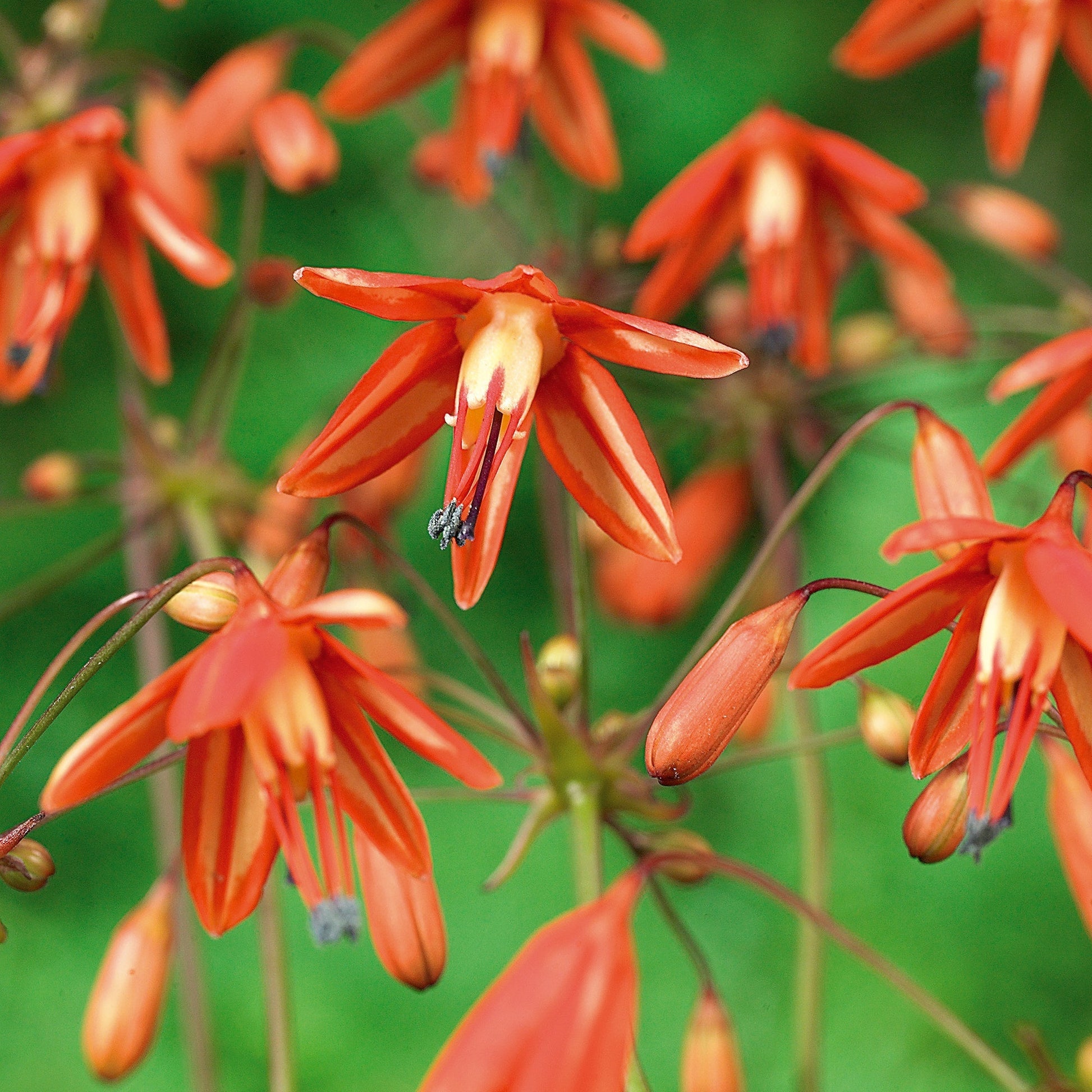 Kropla koralowa, Bessera elegans