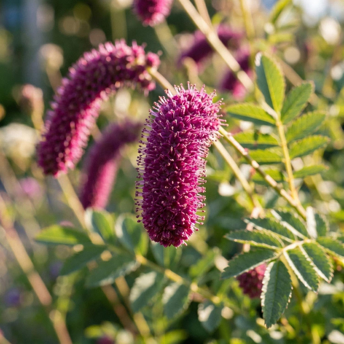 Krwiściąg, Sanguisorba