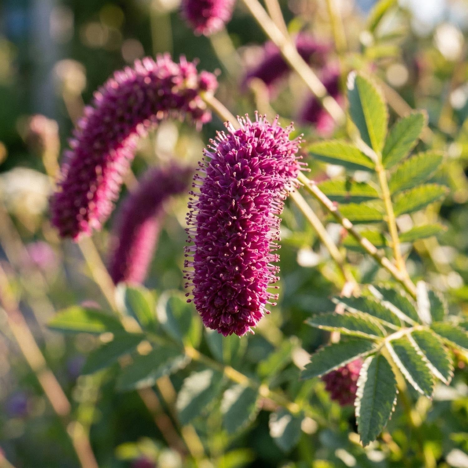 Krwiściąg, Sanguisorba