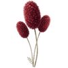 Krwiściąg goły korzeń / Sanguisorba