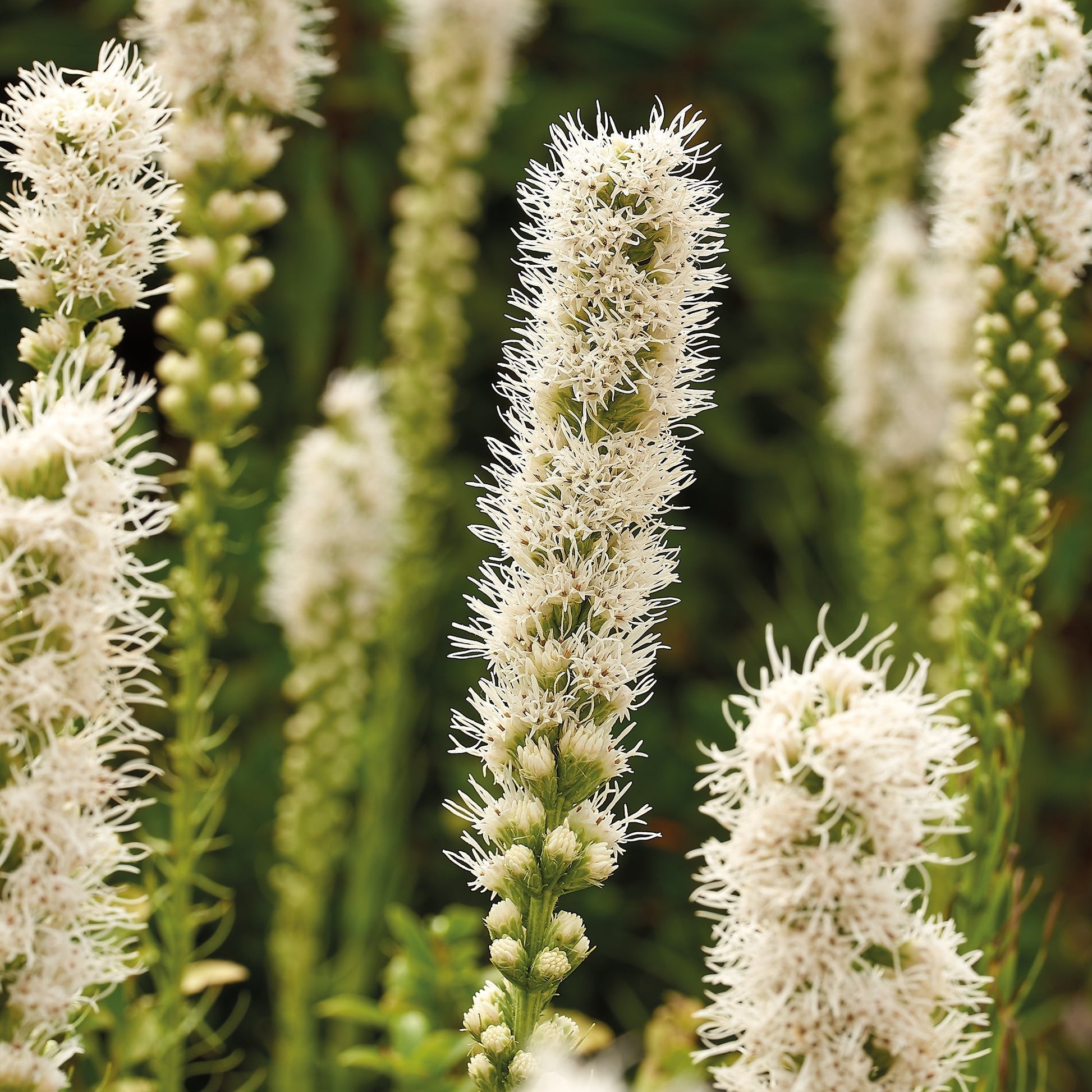 Liatra kłosowa, Liatris 'Alba'