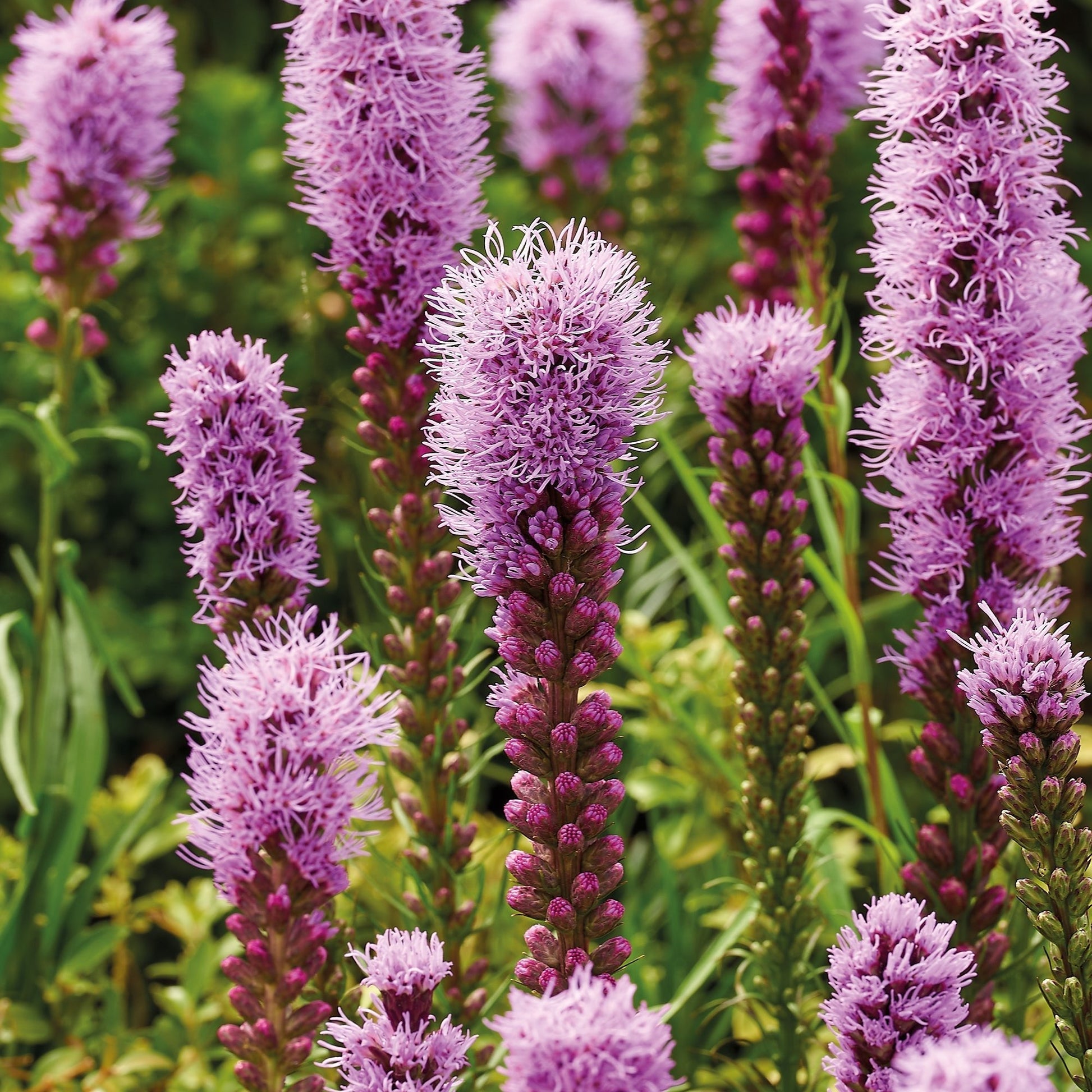 Liatra kłosowa, Liatris 'Spicata'