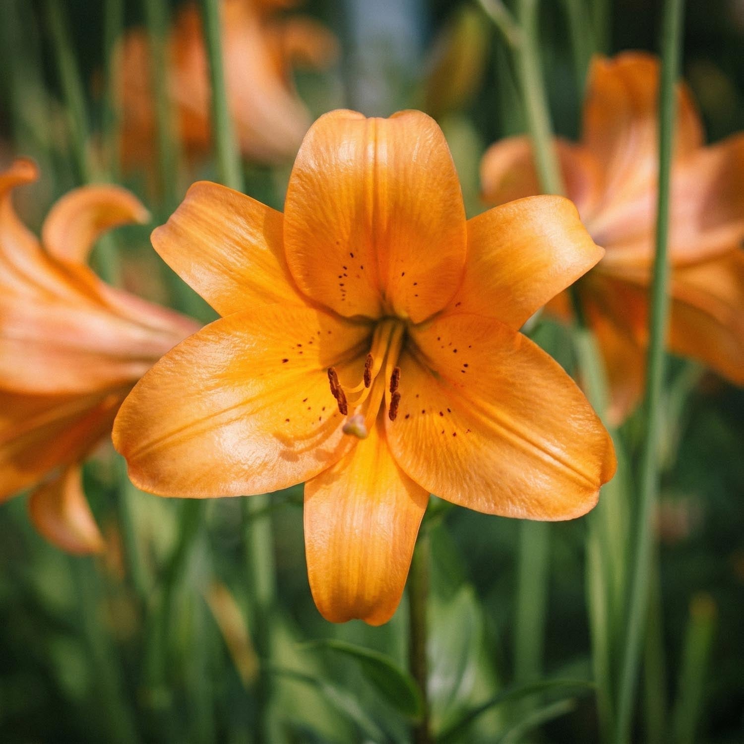 Lilia 'African Queen'