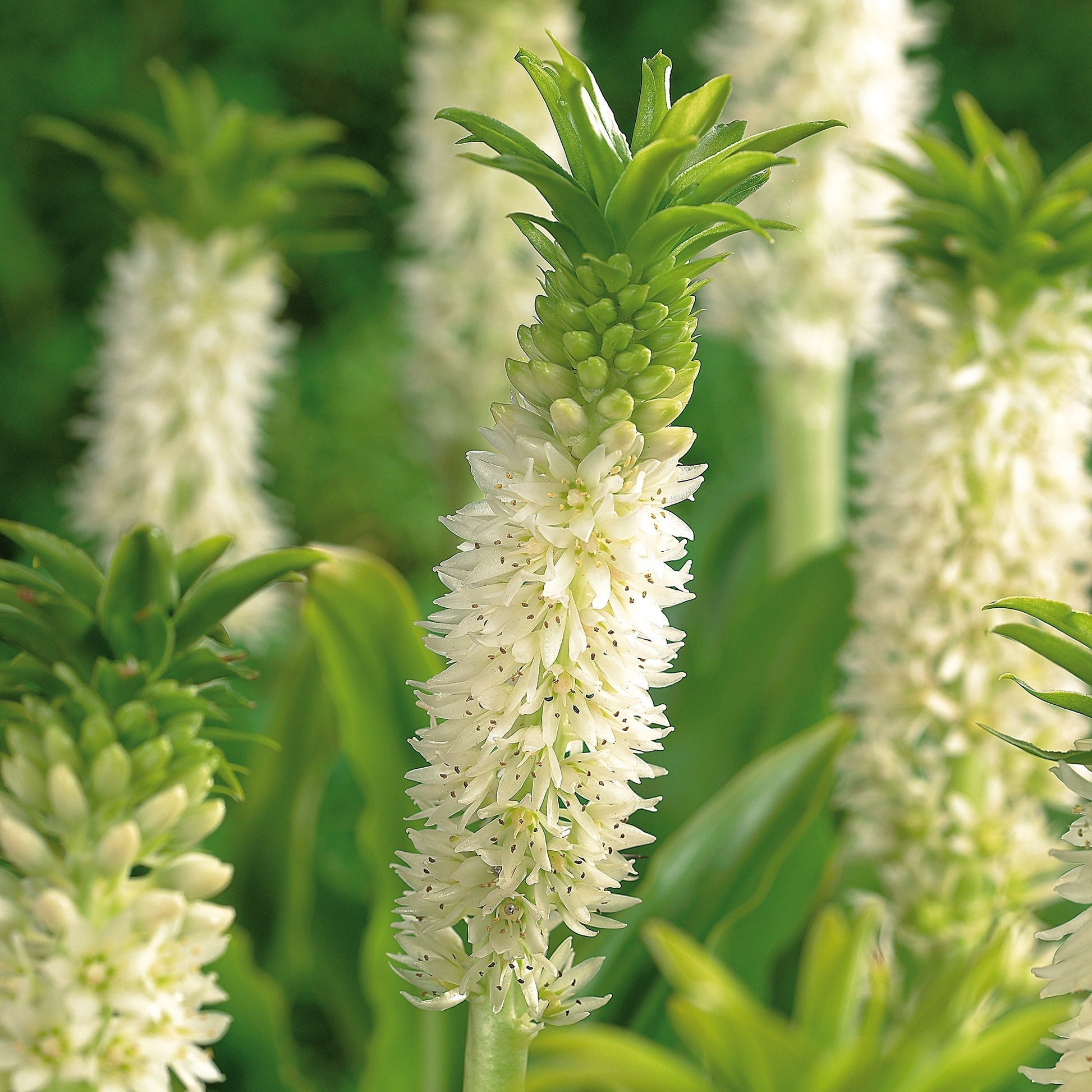 Lilia ananasowa, Eucomis 'Autumnalis'