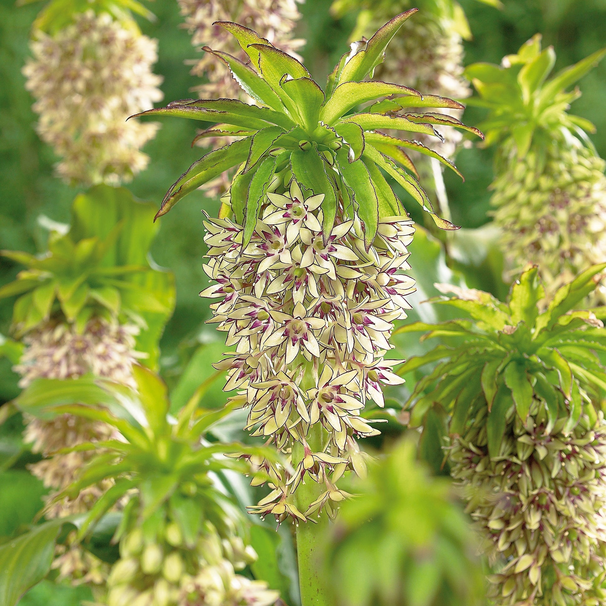 Lilia ananasowa, Eucomis 'Bicolor'