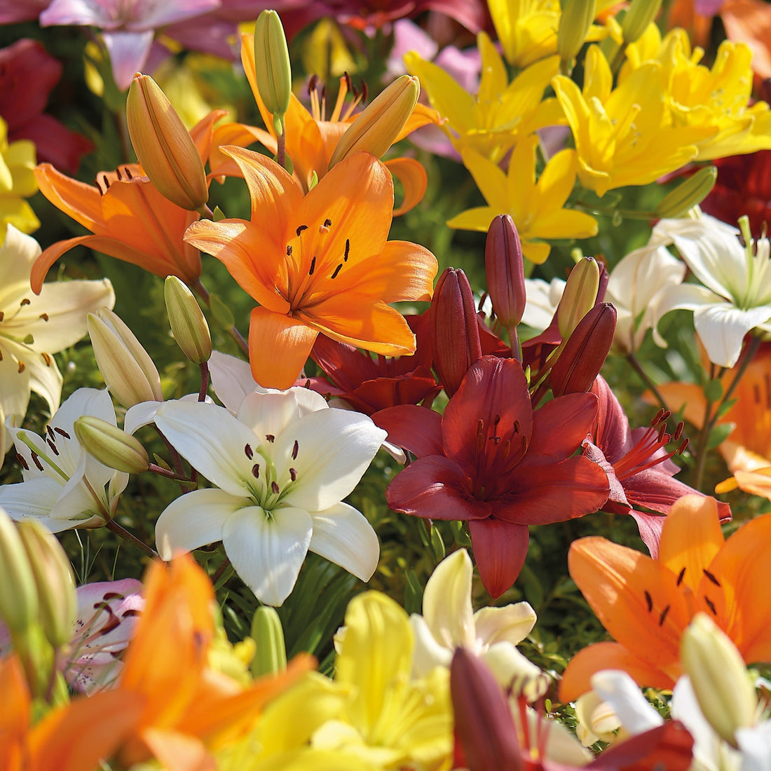 Lilia 'Asiatic Mixed'