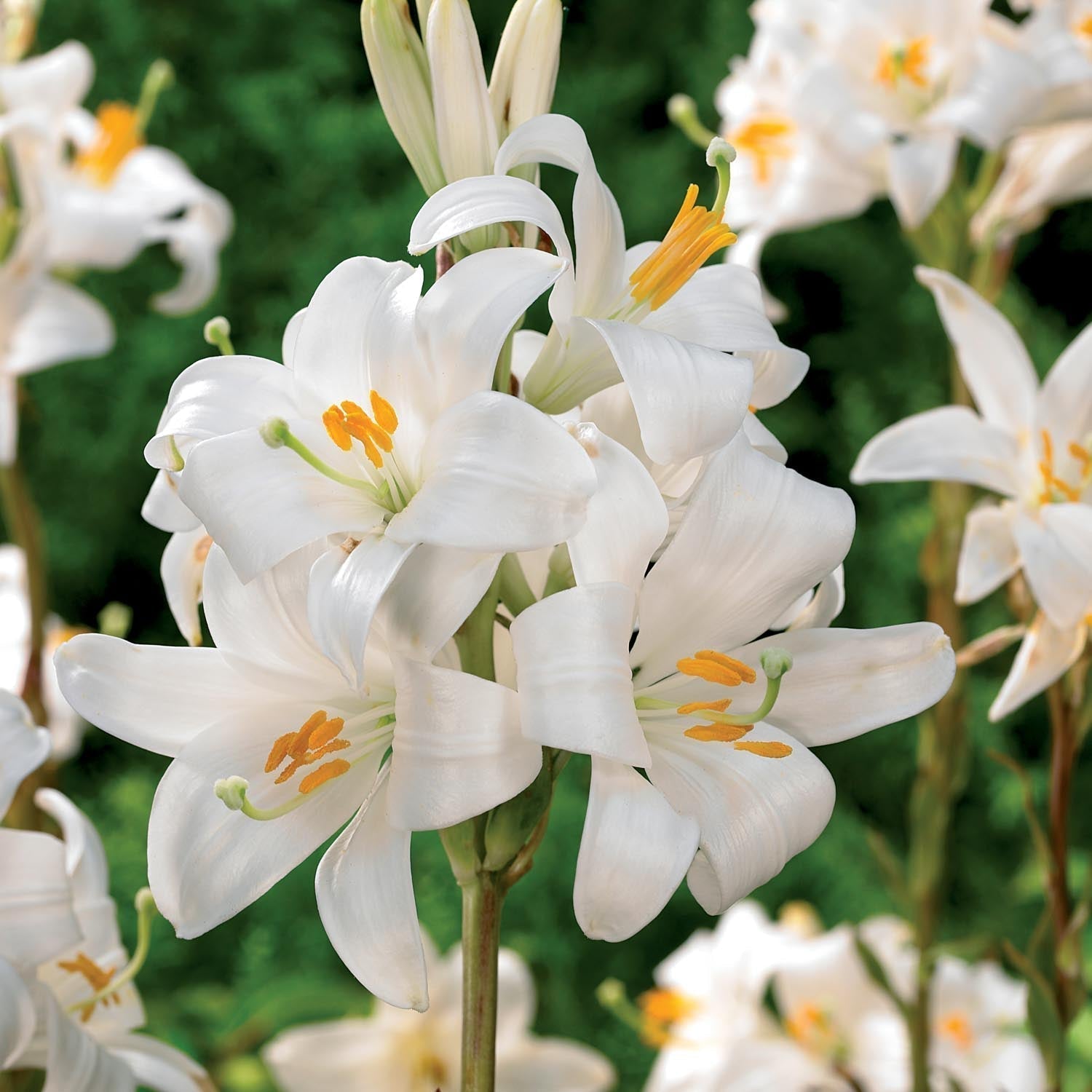 Lilia 'Candidum'