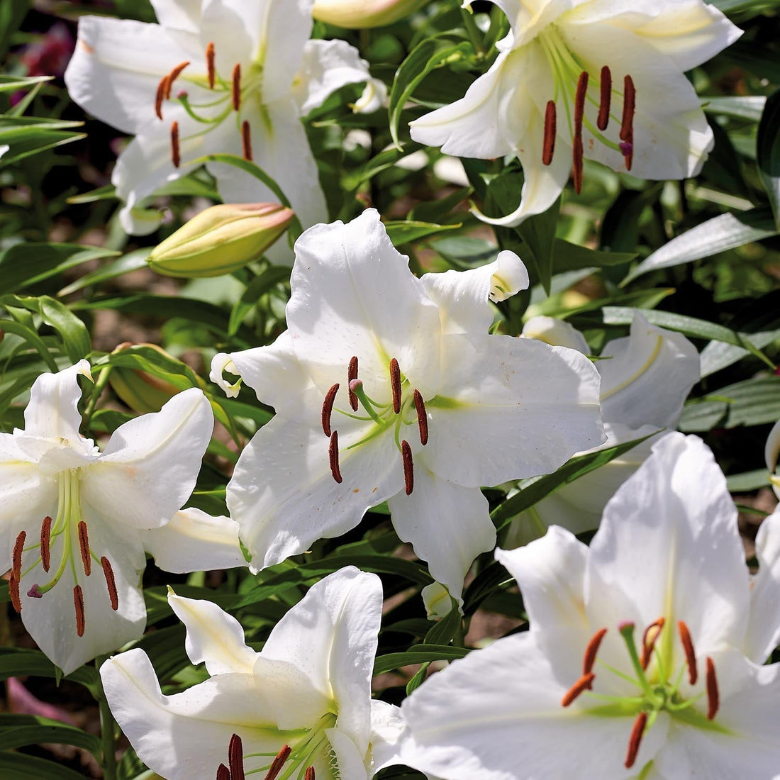 Lilia 'Casablanca'