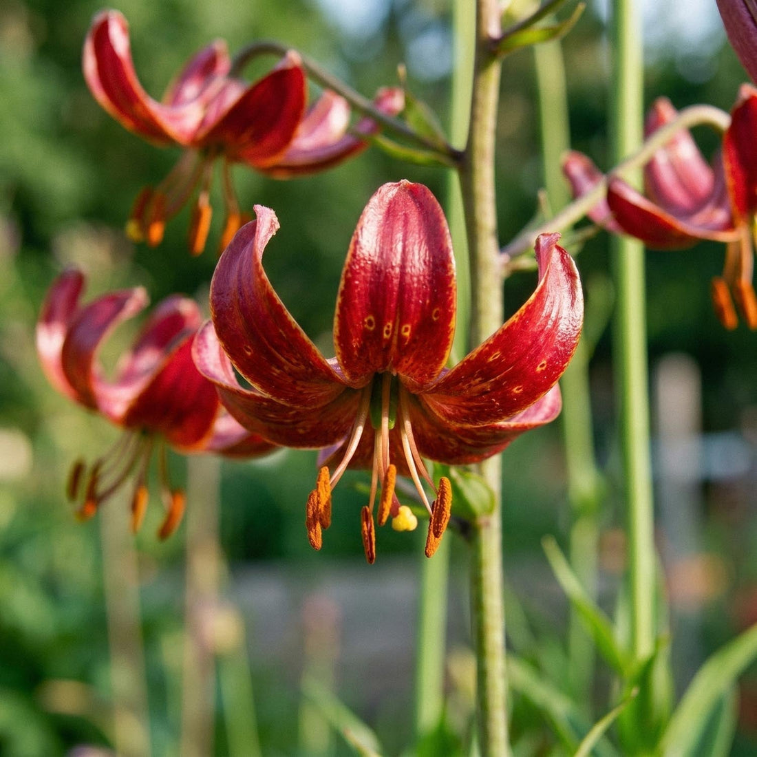 Lilia 'Claude Shride'