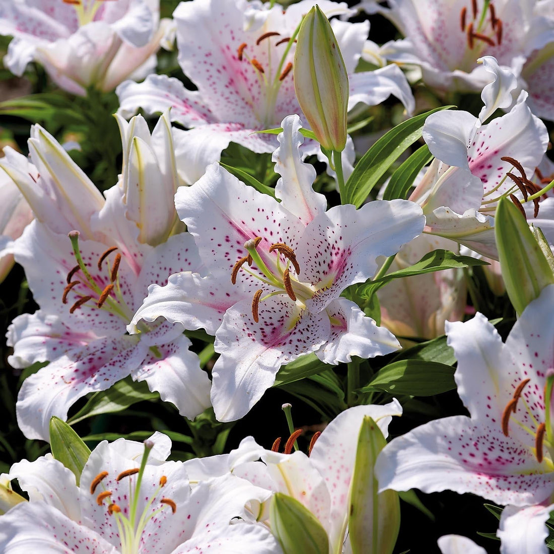 Lilia 'Muscadet'