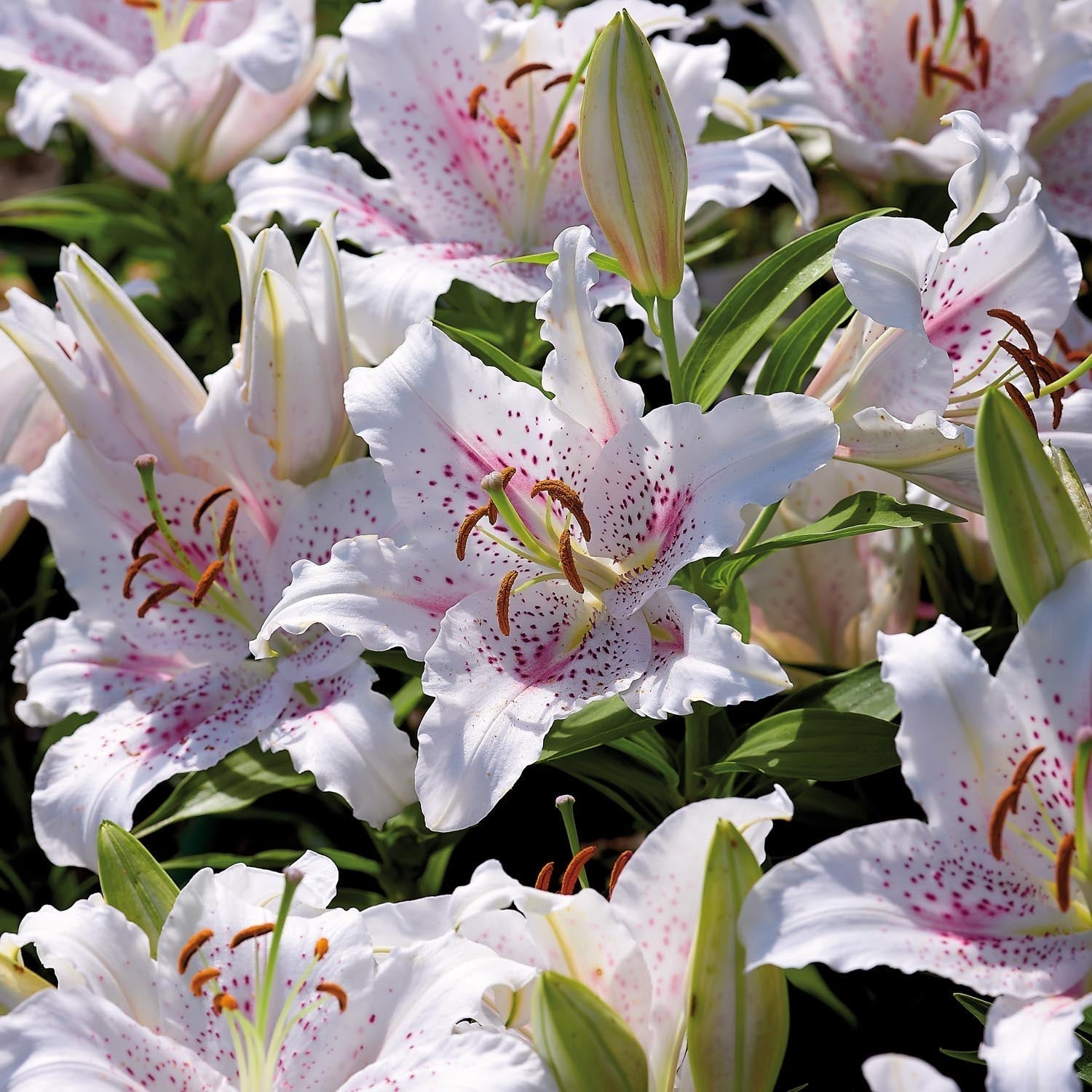 Lilia 'Muscadet'