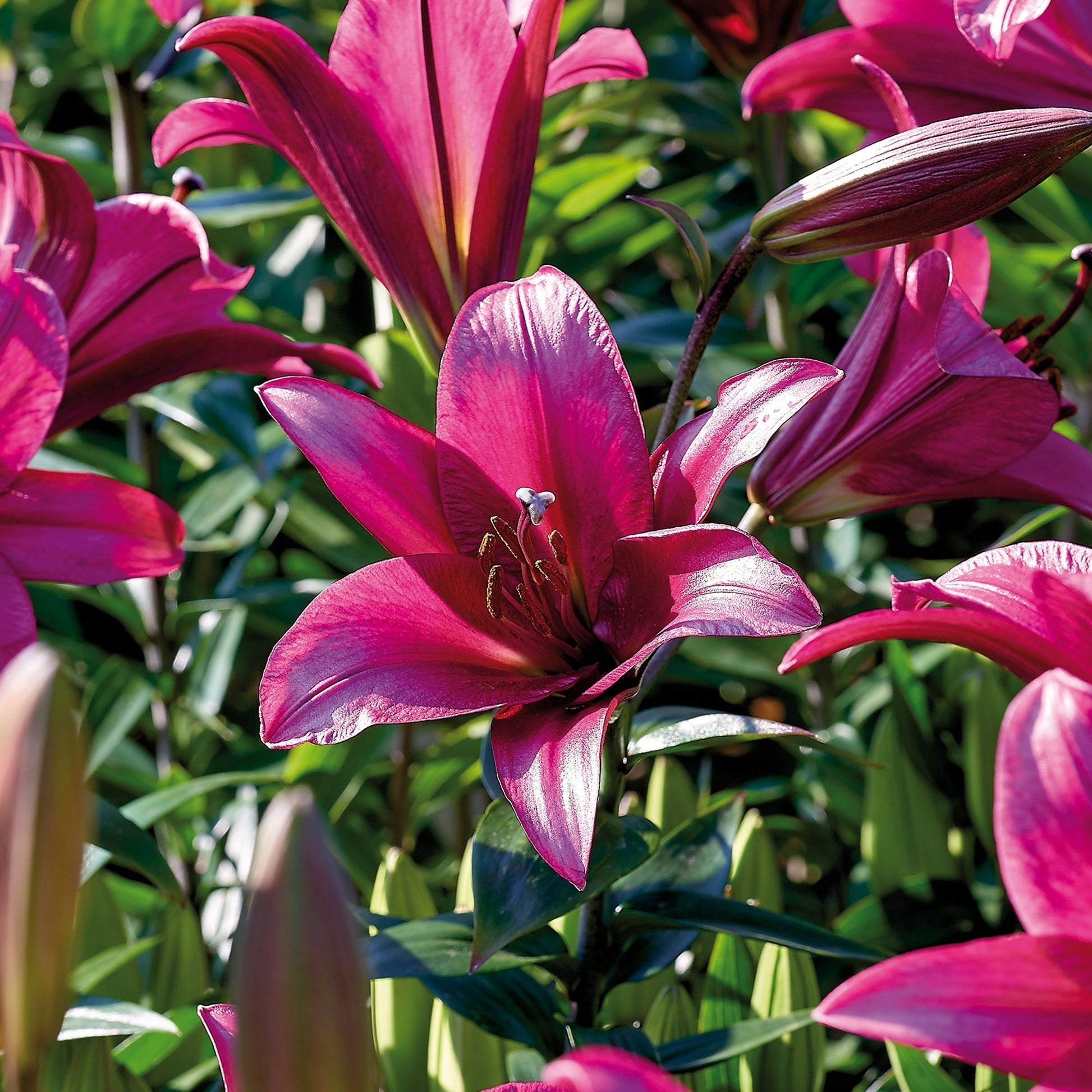 Lilia 'Purple Prince'