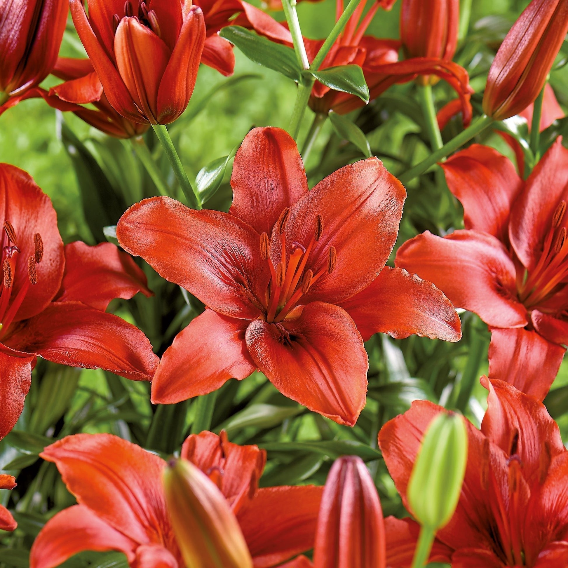 Lilia 'Red Highland'