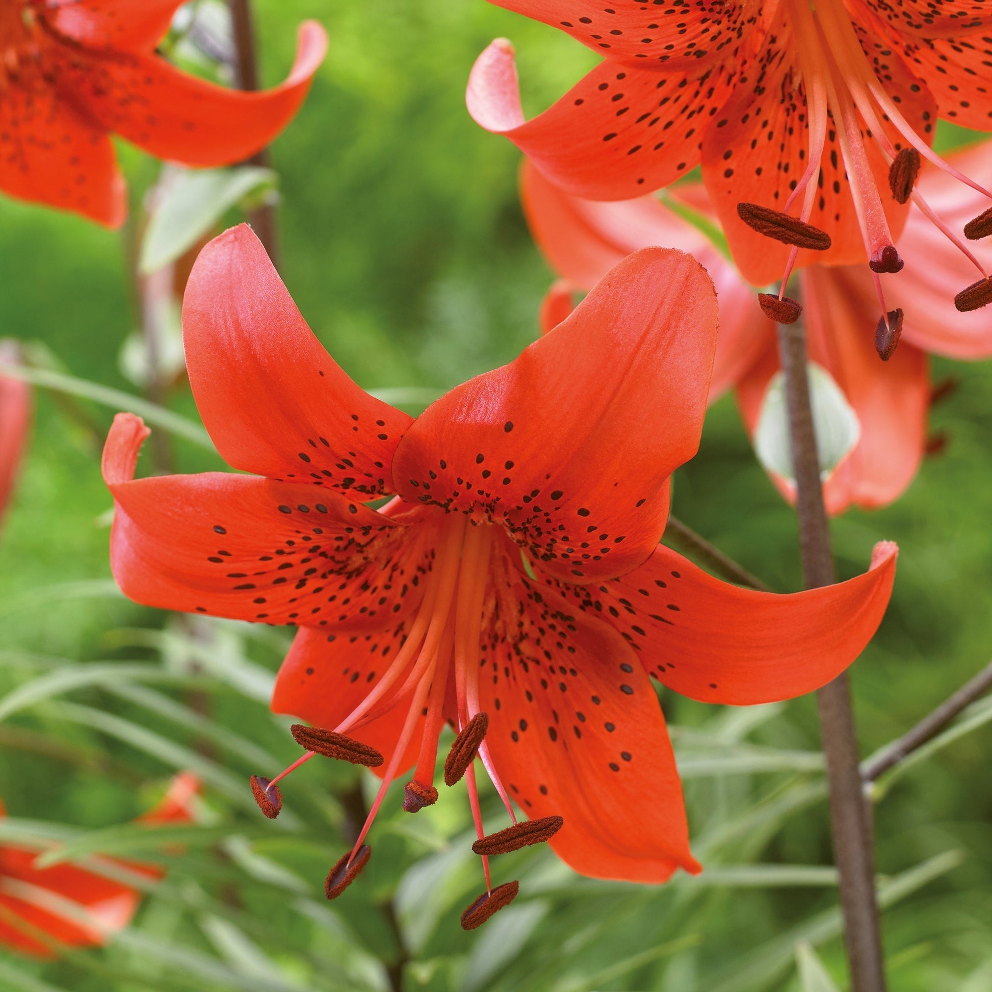 Lilia 'Red Velvet'