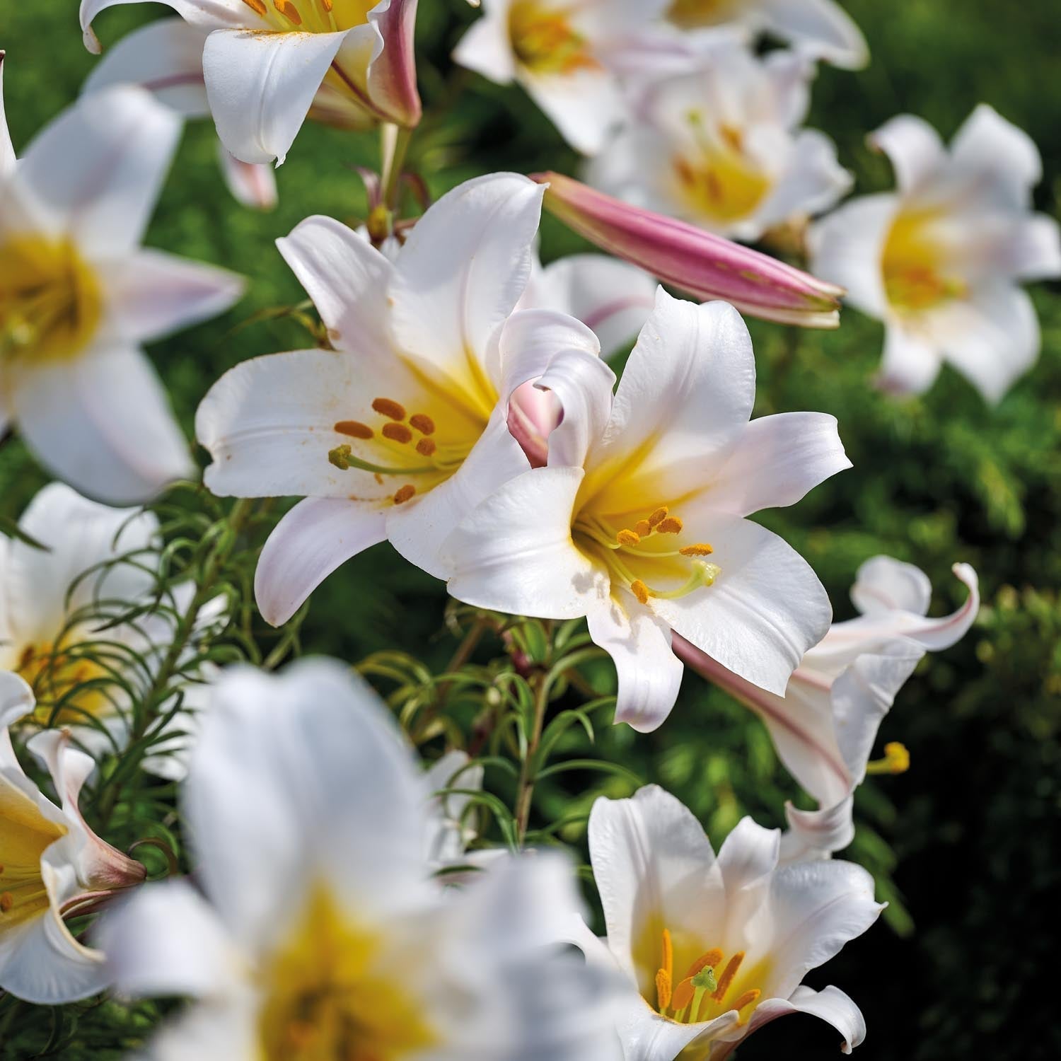 Lilia 'Regale'
