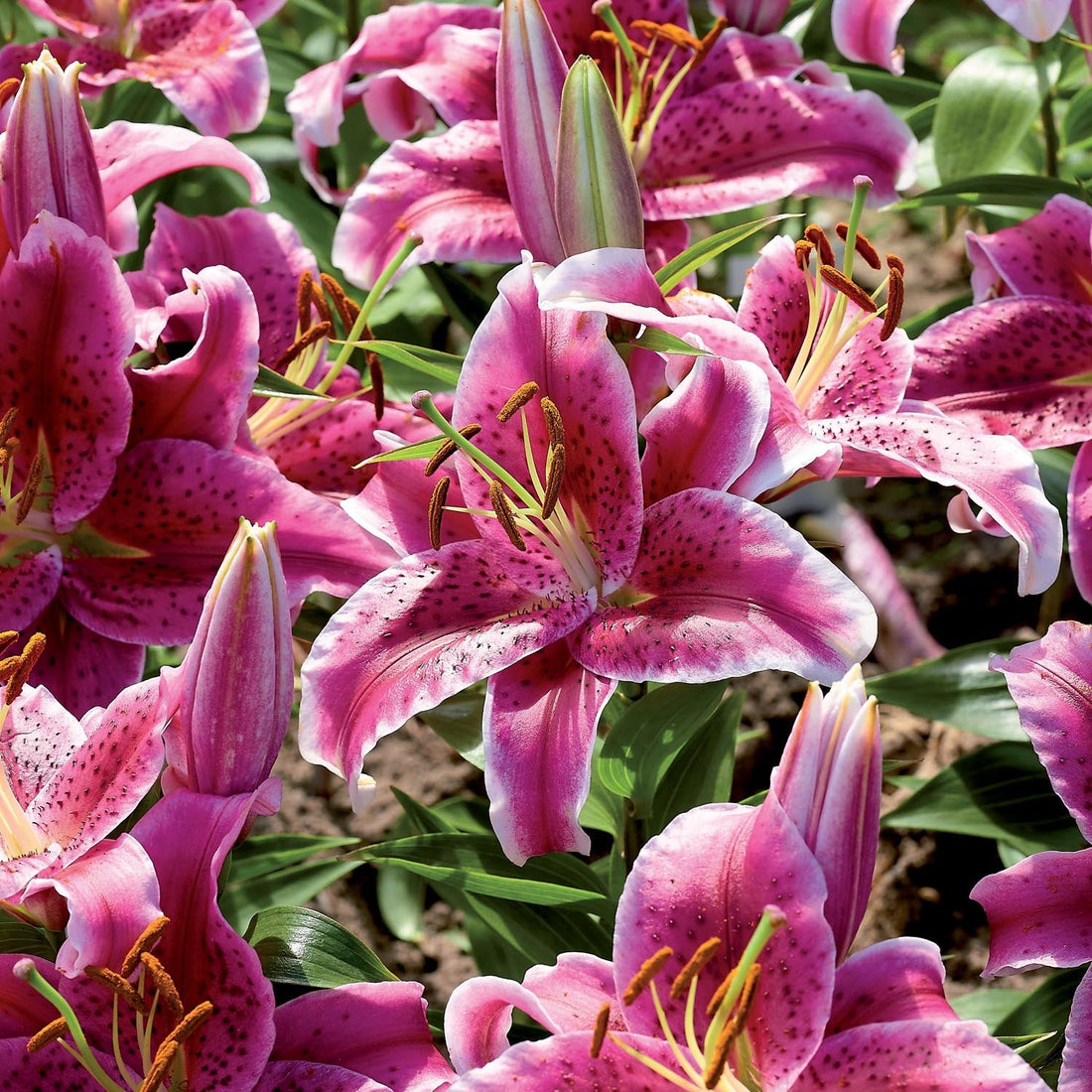 Lilia 'Stargazer'