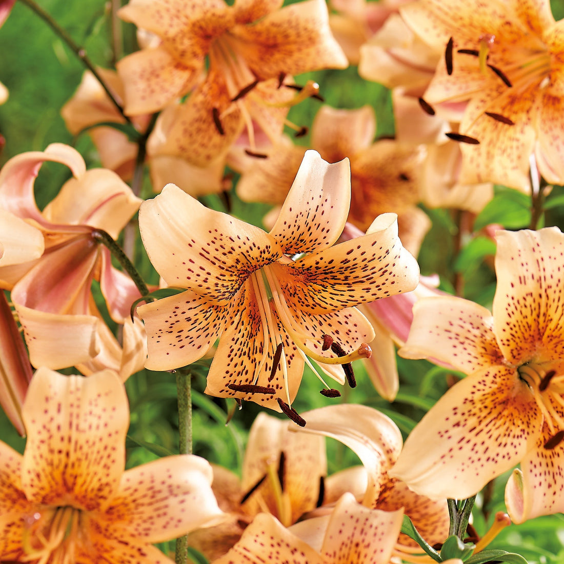 Lilia 'Tiger Babies'