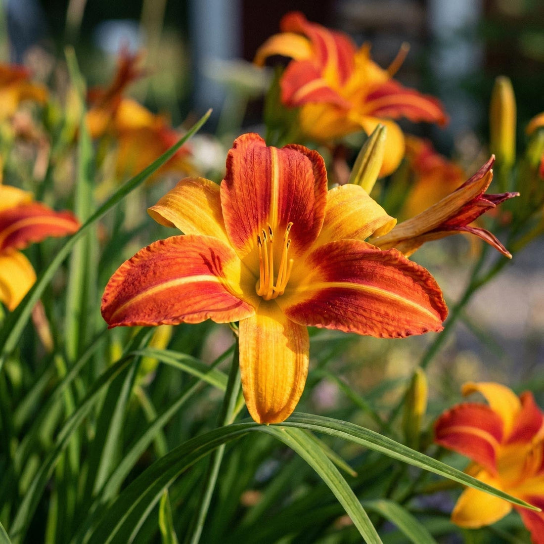 Liliowiec, Hemerocallis 'Frans Hals'