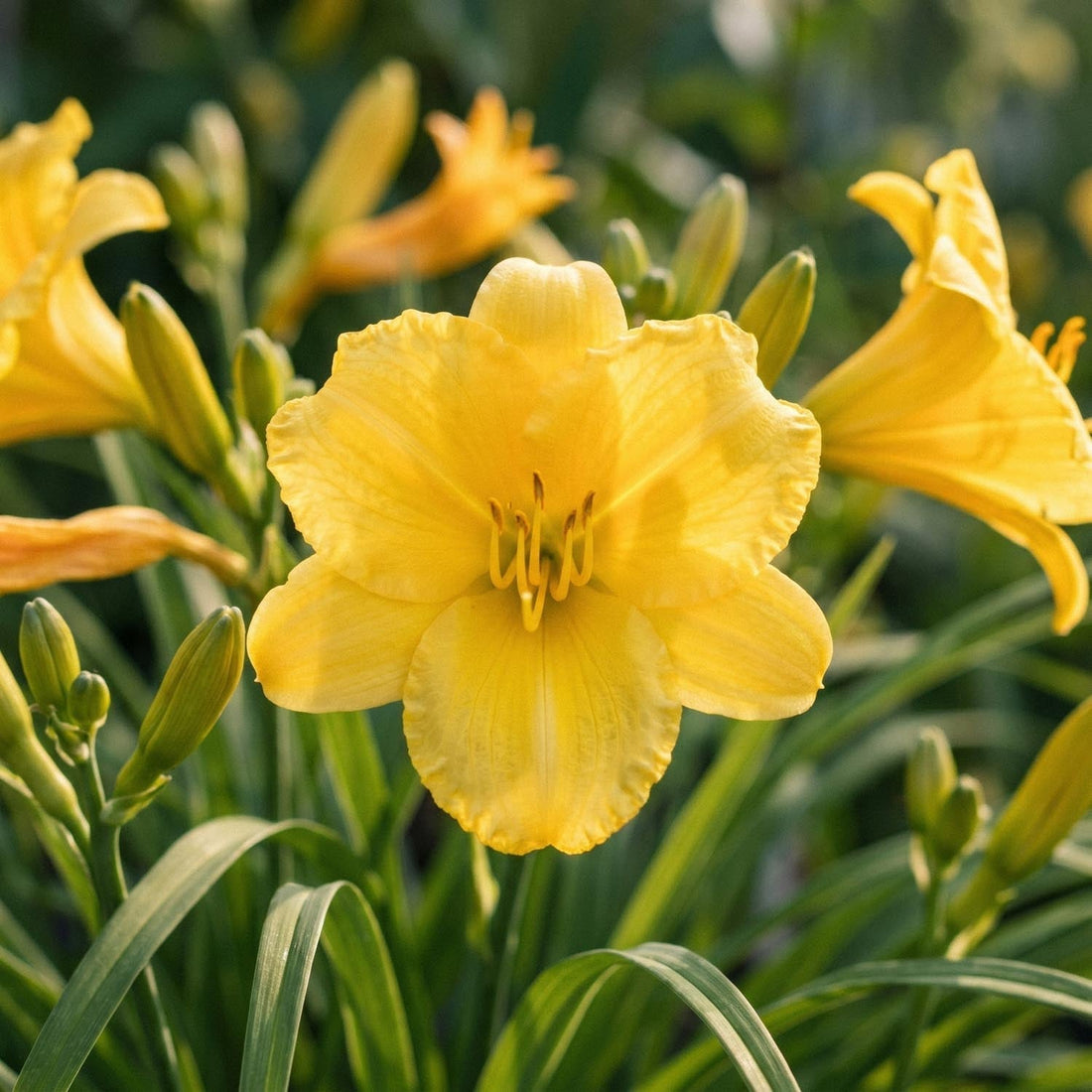 Liliowiec, Hemerocallis 'Stella de Oro'