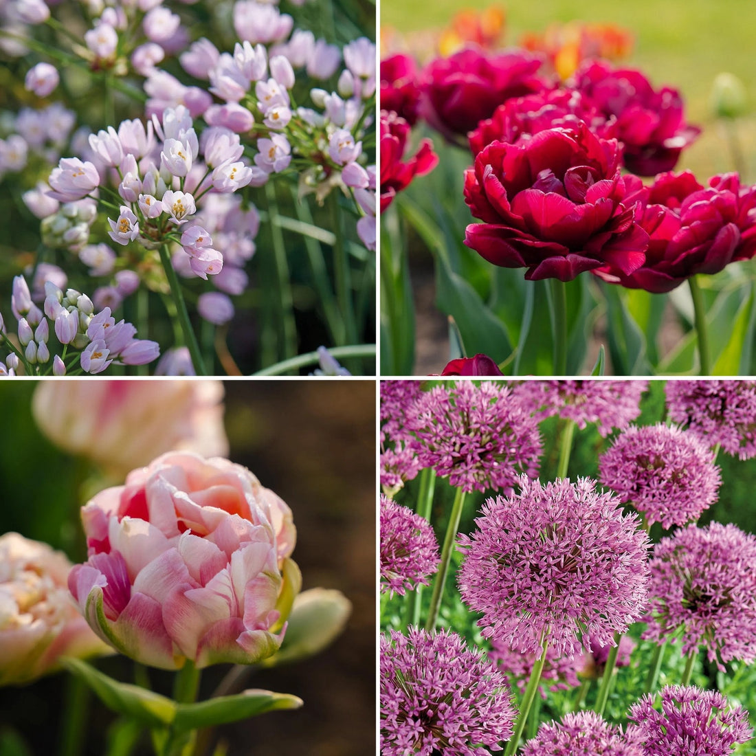 Løglasagne 'Spring Sorbet'
