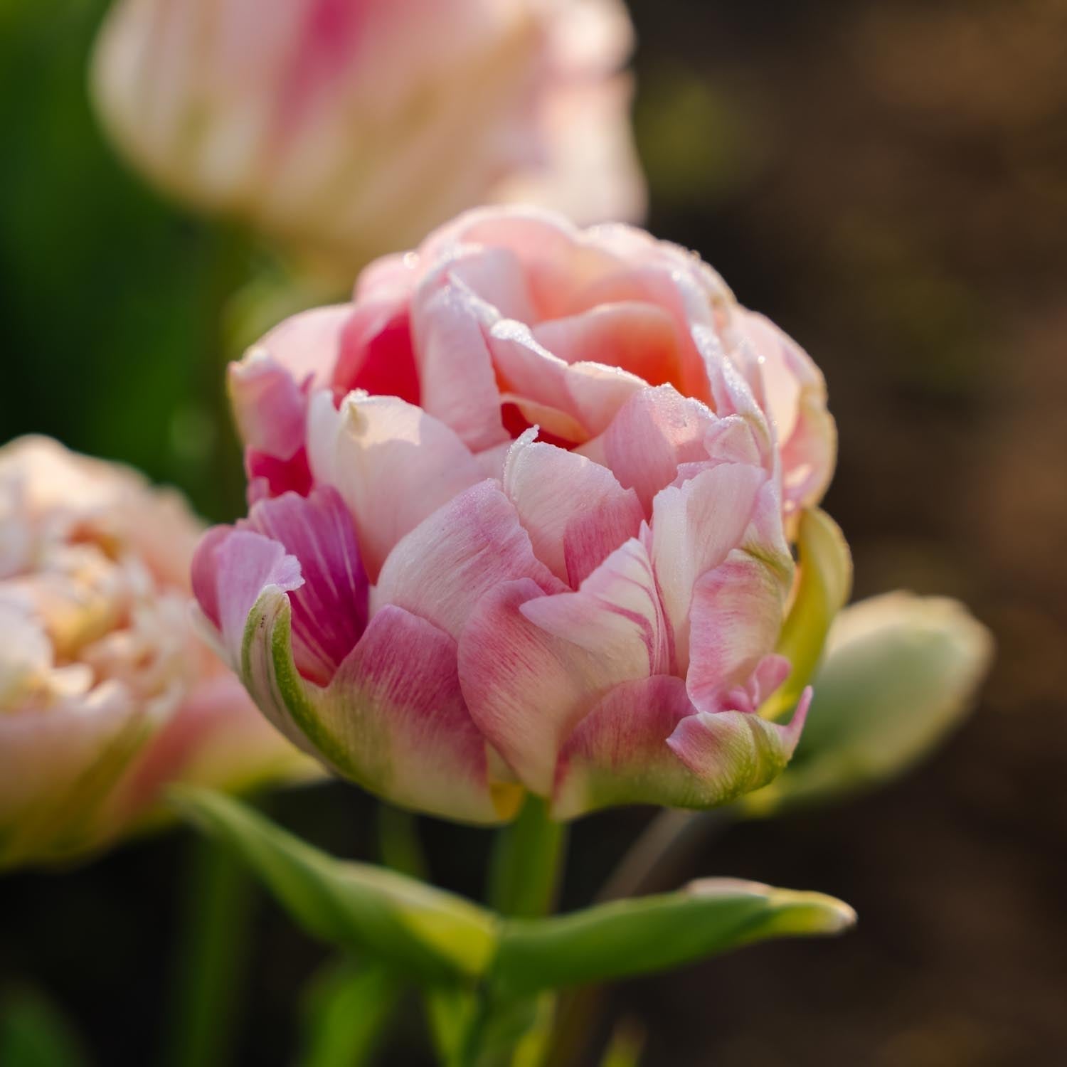 Løglasagne 'Spring Sorbet'