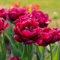 Løglasagne 'Spring Sorbet'
