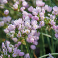 Løglasagne 'Spring Sorbet'