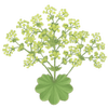 Przywrotnik goły korzeń / Alchemilla