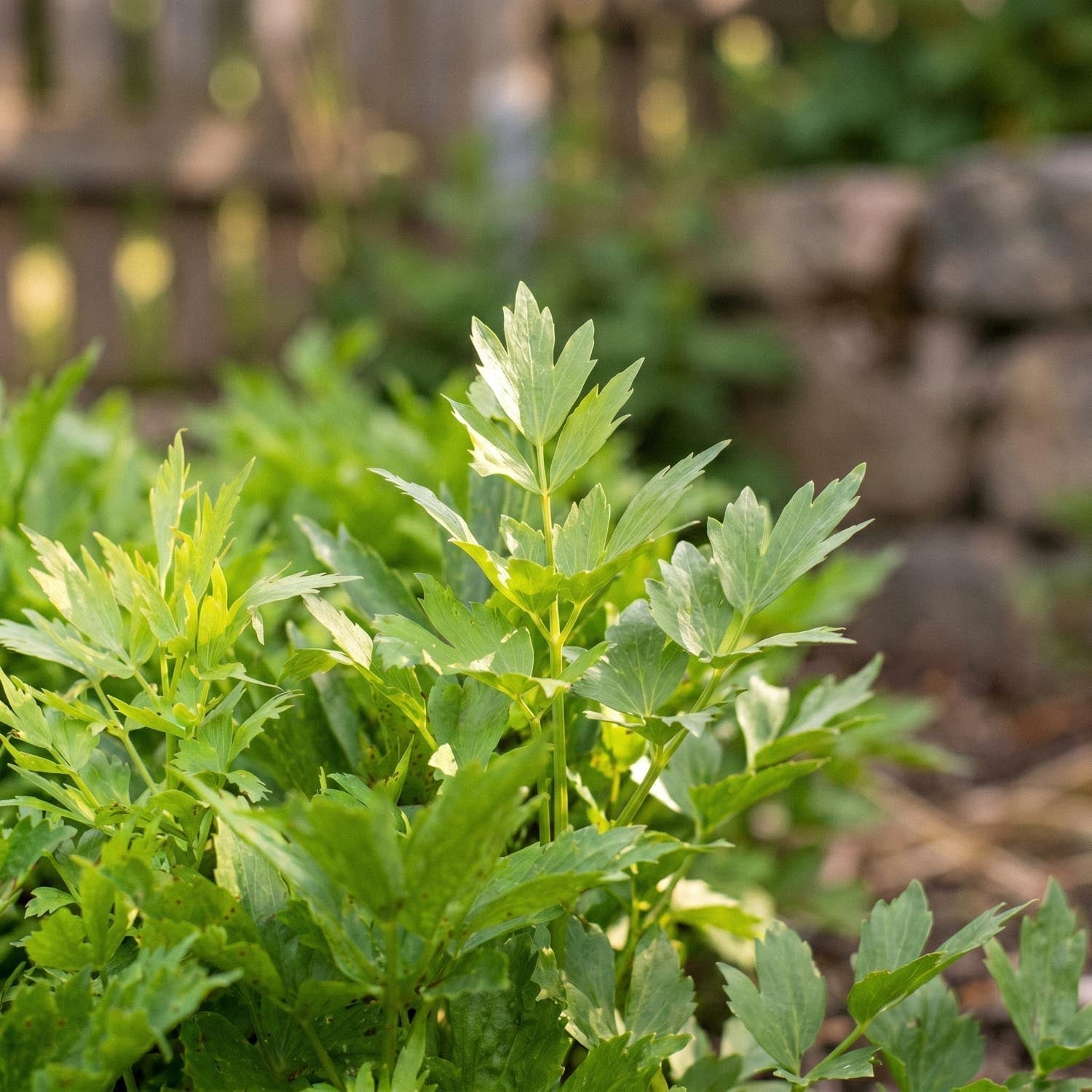 Lubczyk, Levisticum 'Officinale'
