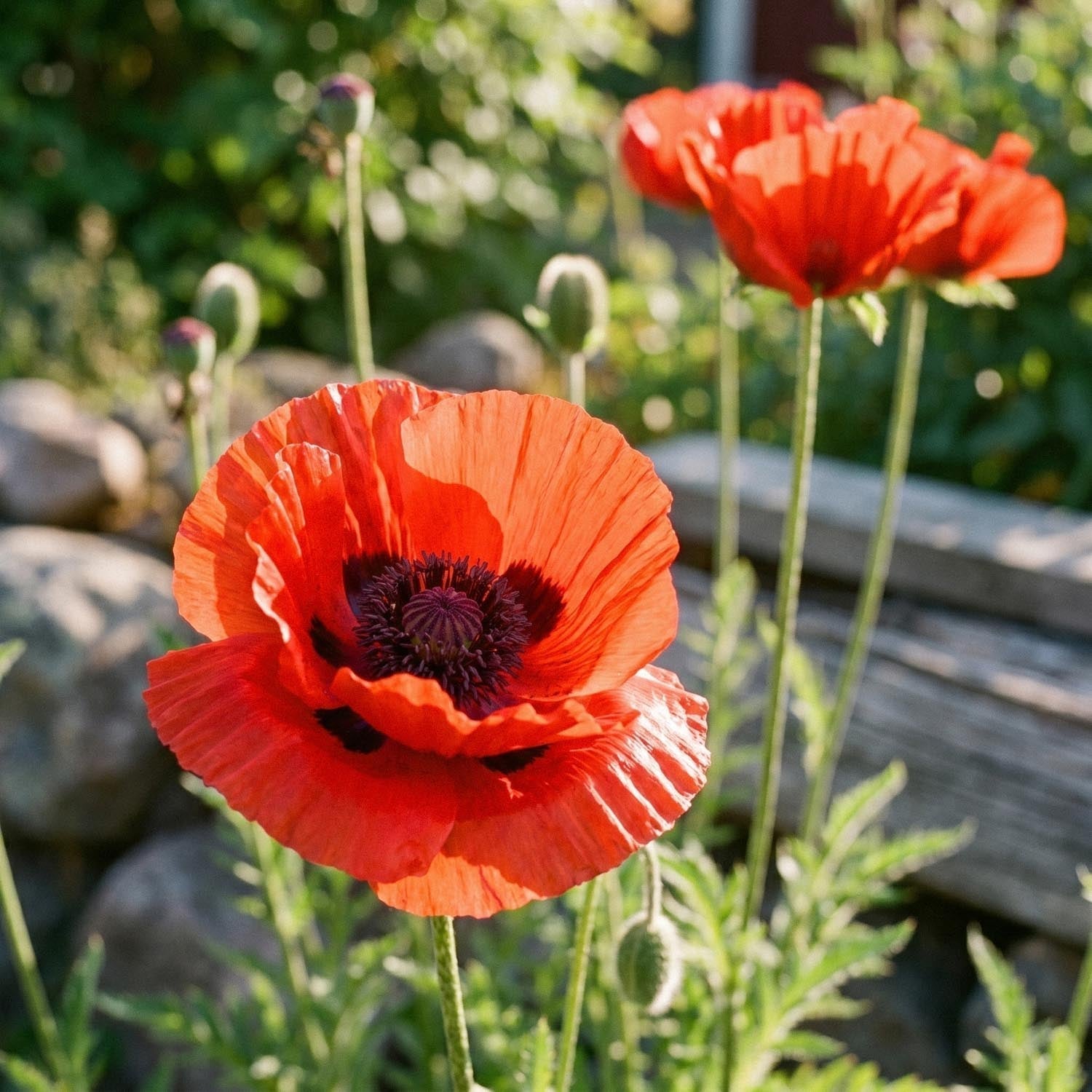 Mak, Papaver 'Beauty of Livermere'