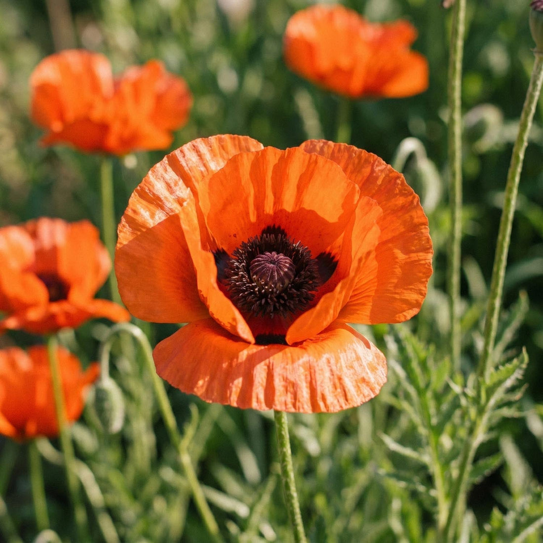 Mak, Papaver 'Brilliant'