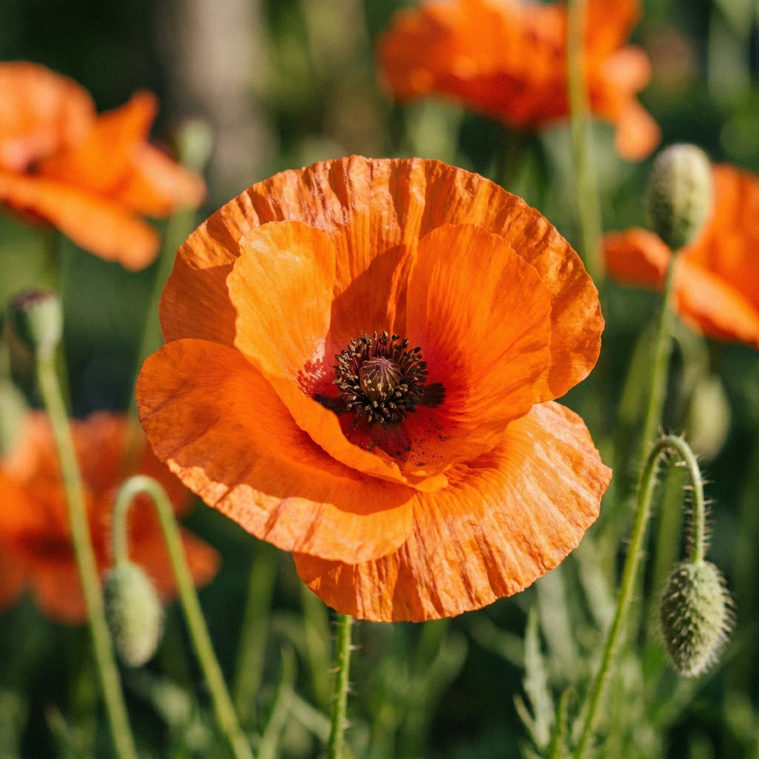 Mak, Papaver 'Harvest Moon'