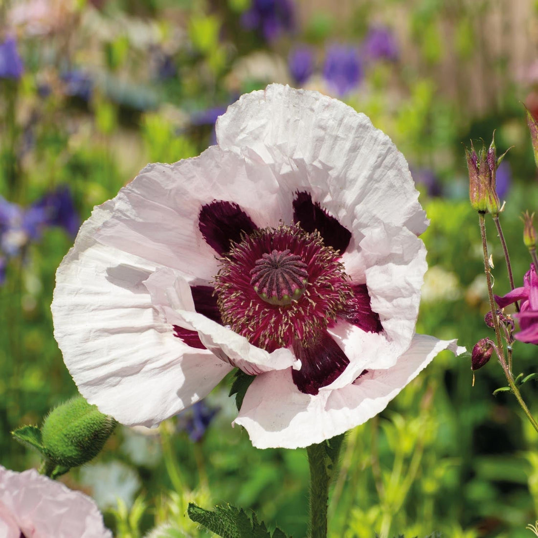 Mak, Papaver 'Royal Wedding'