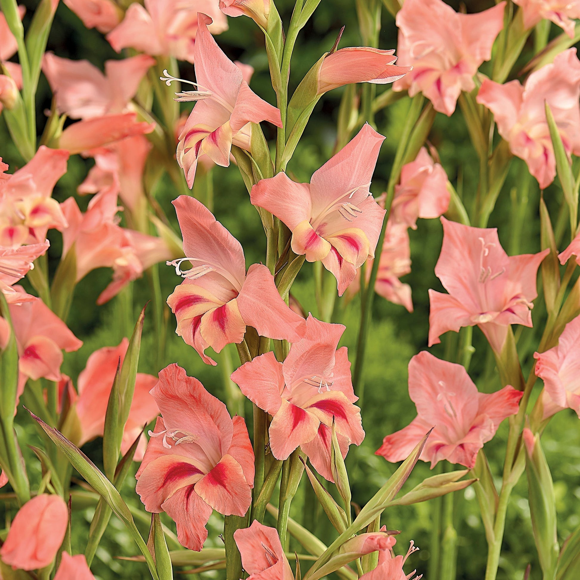 Mieczyk 'Nanus Nathalie'