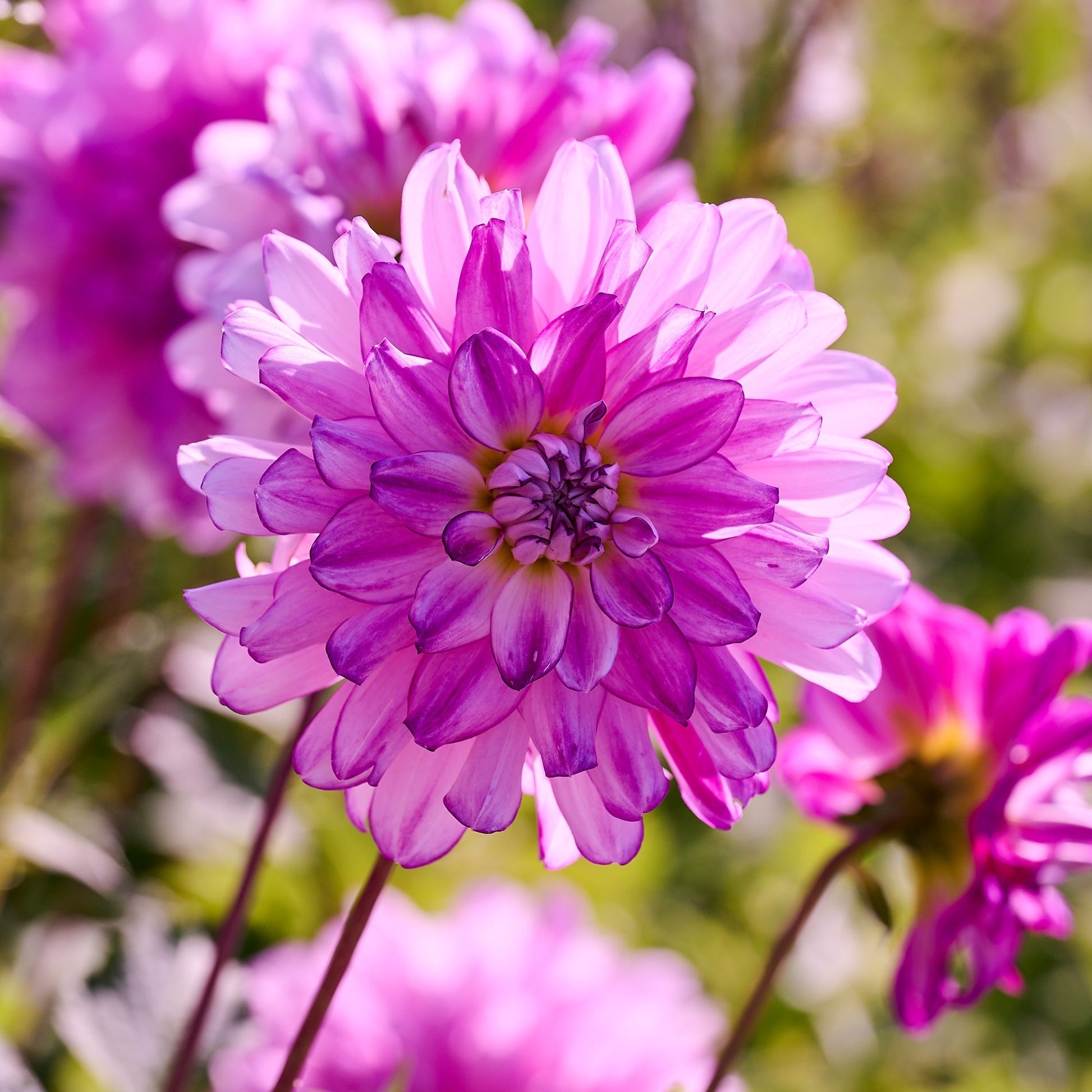 Mieszanka dalii 'All pink mix'