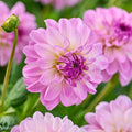 Mieszanka dalii 'All pink mix'