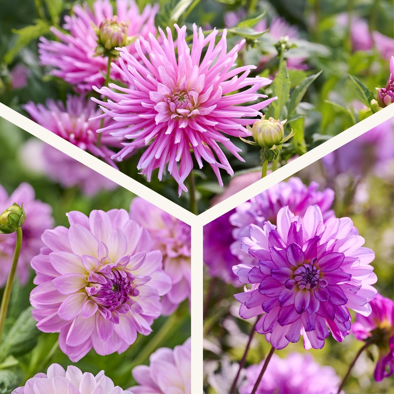 Mieszanka dalii 'All pink mix'
